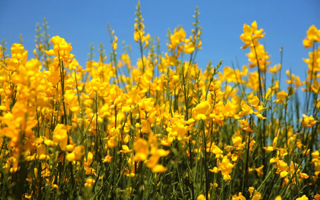 Jardins com espécies autóctones: beleza, sustentabilidade e identidade