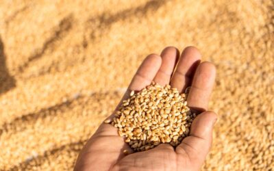 Impacto das alterações climáticas na agricultura: novos dados revelam surpresas