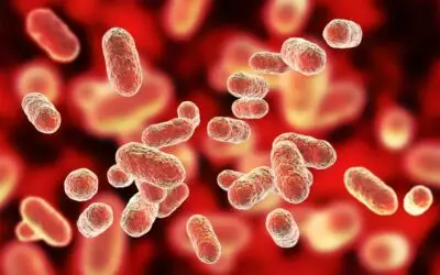 Microbioma humano: como as bactérias do intestino influenciam o corpo, a mente e as emoções